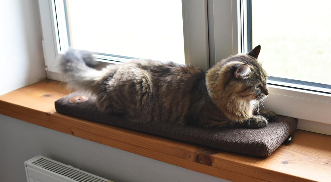 Prime Katzen Fensterliege Für Katzen, Fensterbank mit Einer Rutschfesten Rückseite, Katzenbett Fenst