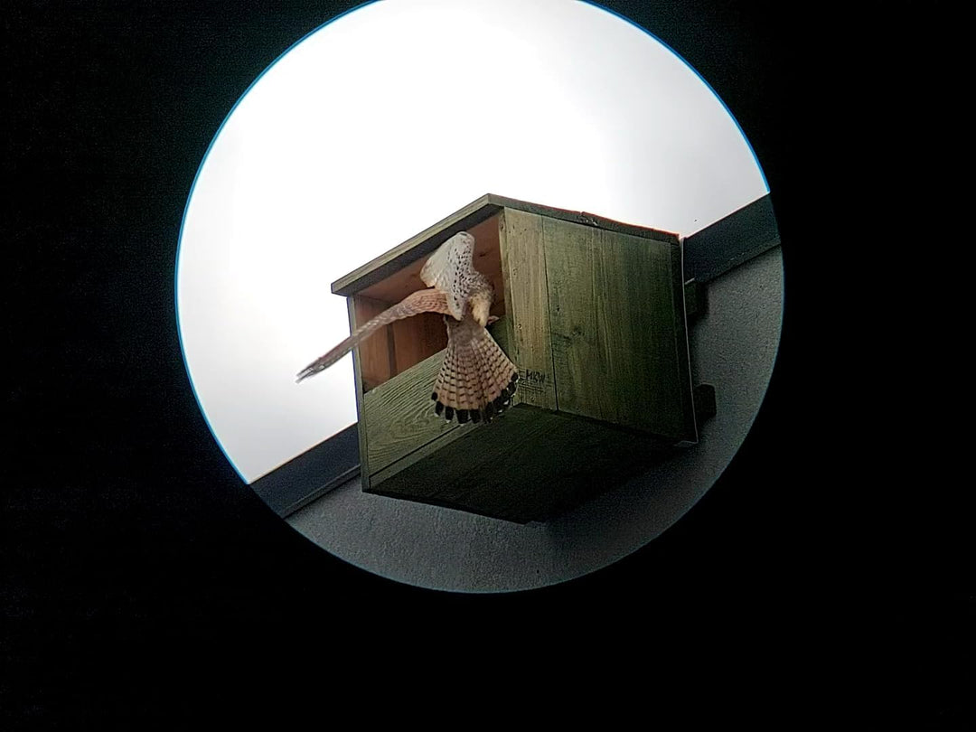 Vogelhaus - Nistkasten Für Turmfalken MKW - Stabiler nisthaus für Wildvögel und Gartenvögel - Nistha