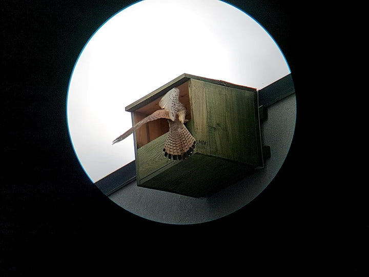 Vogelhaus - Nistkasten Für Turmfalken MKW - Stabiler nisthaus für Wildvögel und Gartenvögel - Nistha