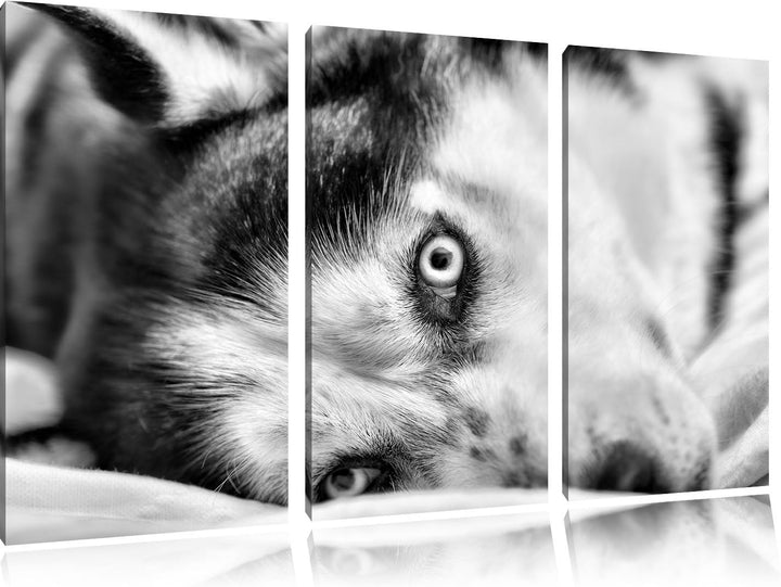 Pixxprint Husky mit Eisblauen Augen im Bett / 3-Teilig/Gesamtmass 120cm Leinwandbild bespannt auf Ho
