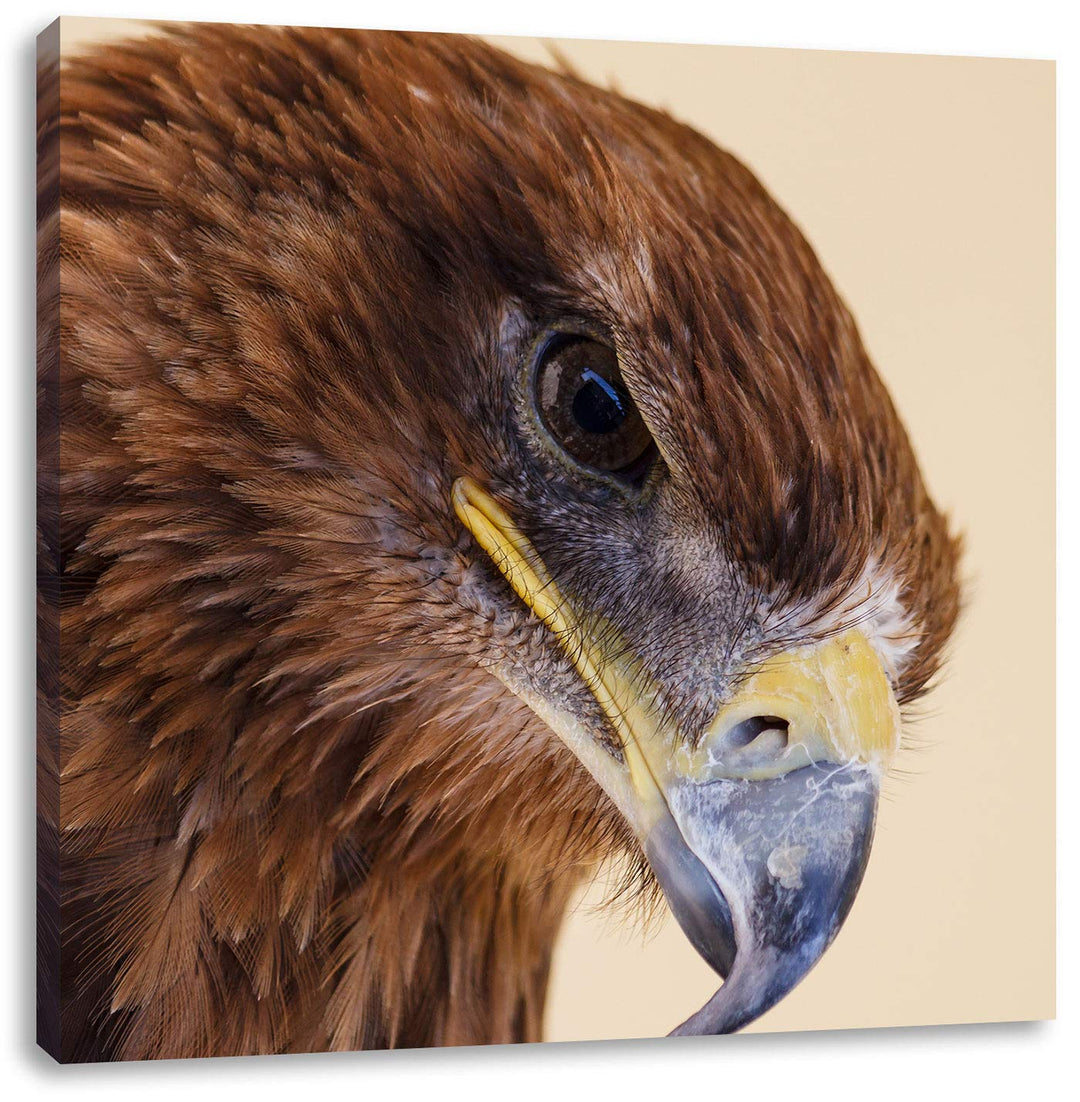 Pixxprint Adler Porträt, Format: 70x70 auf Leinwand, XXL riesige Bilder fertig gerahmt mit Keilrahme