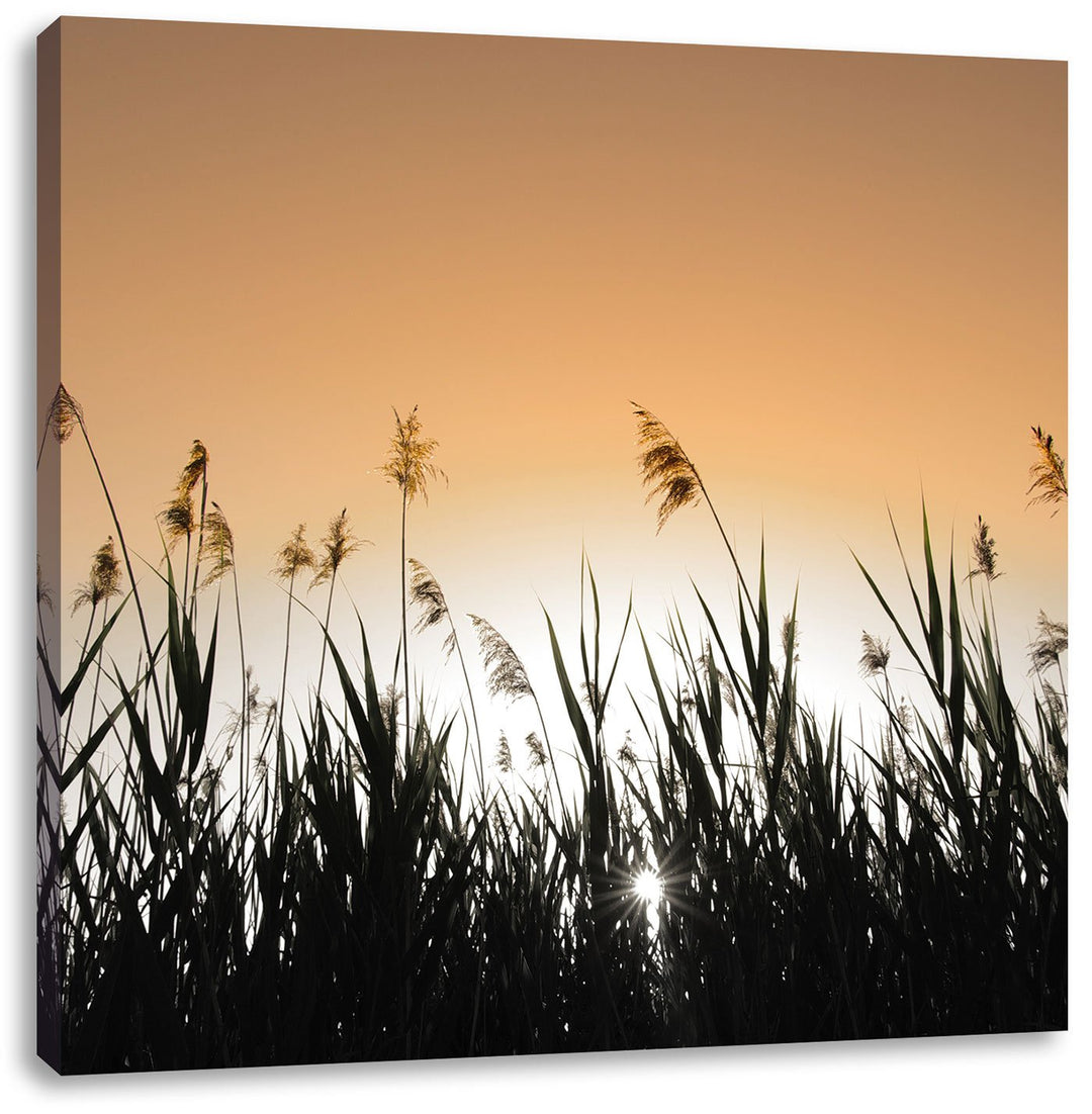 Pixxprint Schilfufer bei Dämmerung als Leinwandbild Quadratisch/Grösse: 70x70 / Wandbild/Kunstdruck/
