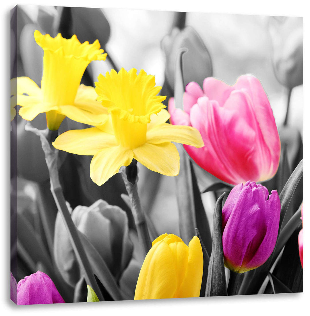 Pixxprint schöne Narzissen mit Tulpen schwarz/weiss, Format: 70x70 auf Leinwand, 70x70