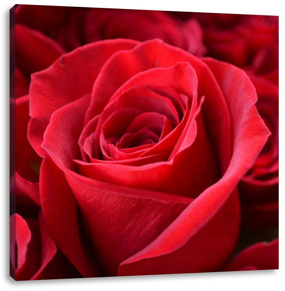 Romantische Rosen, Format: 70x70 auf Leinwand, XXL riesige Bilder fertig gerahmt mit Keilrahmen, Kun