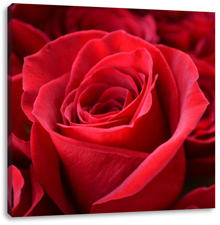 Romantische Rosen, Format: 70x70 auf Leinwand, XXL riesige Bilder fertig gerahmt mit Keilrahmen, Kun