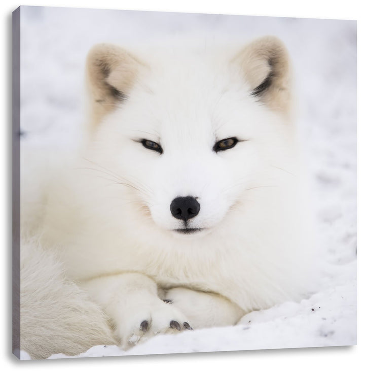 Pixxprint Weisser Fuchs, Format: 70x70 auf Leinwand, XXL riesige Bilder fertig gerahmt mit Keilrahme