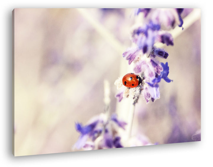 deyoli süsser Marienkäfer auf einem Lavendelzweig Format: 80x60 als Leinwandbild, Motiv fertig gerah