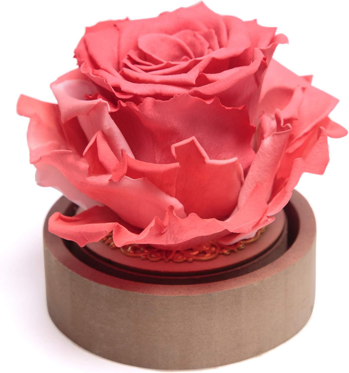 ROSEMARIE SCHULZ Heidelberg Infinity Rose im Glas die Schöne und das Biest echte lanlebige Rose mit
