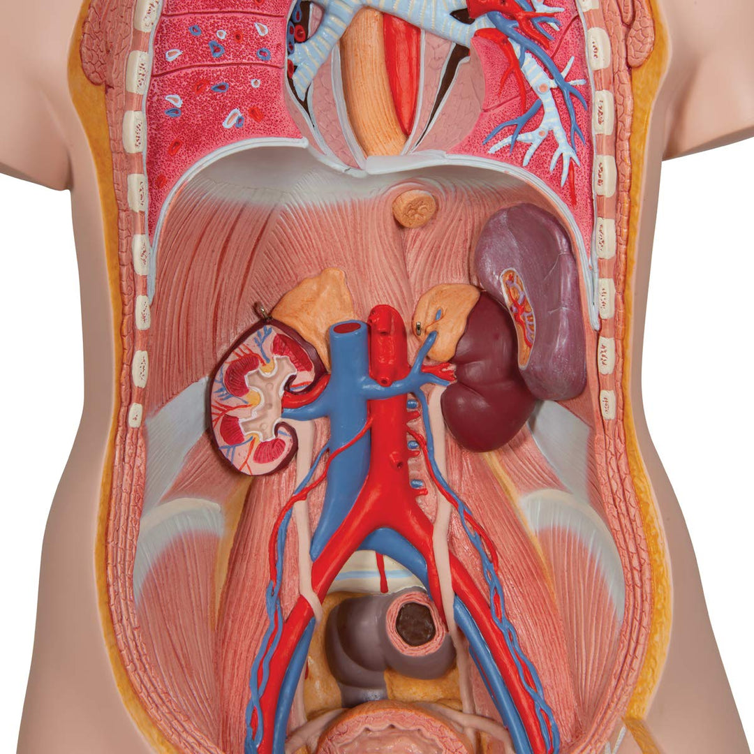 3B Scientific Classic-Torso-Modell, in klassischer Ausführung, geschlechtsneutral, offener Rücken, 2