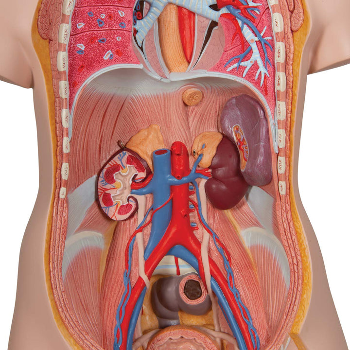 3B Scientific Classic-Torso-Modell, in klassischer Ausführung, geschlechtsneutral, offener Rücken, 2