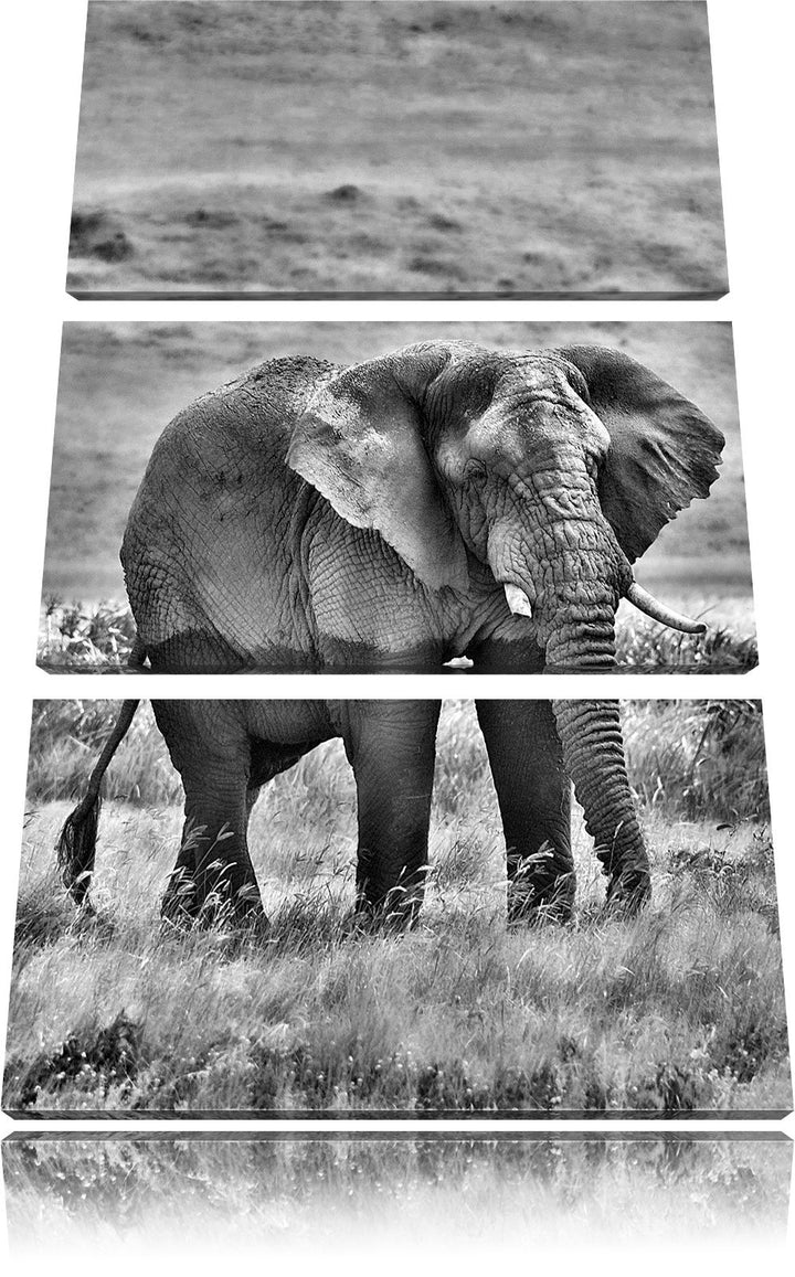 Pixxprint gigantischer Elefant im Gras als Leinwandbild/Grösse: 3 Teilig (120x80) cm/Wandbild/Kunstd