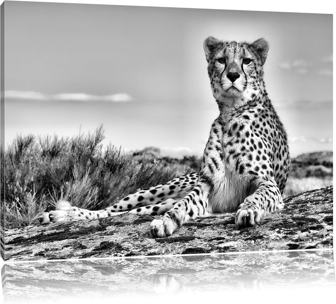 Pixxprint Gepard in Savanne / 100x70cm Leinwandbild bespannt auf Holzrahmen/Wandbild Kunstdruck Deko