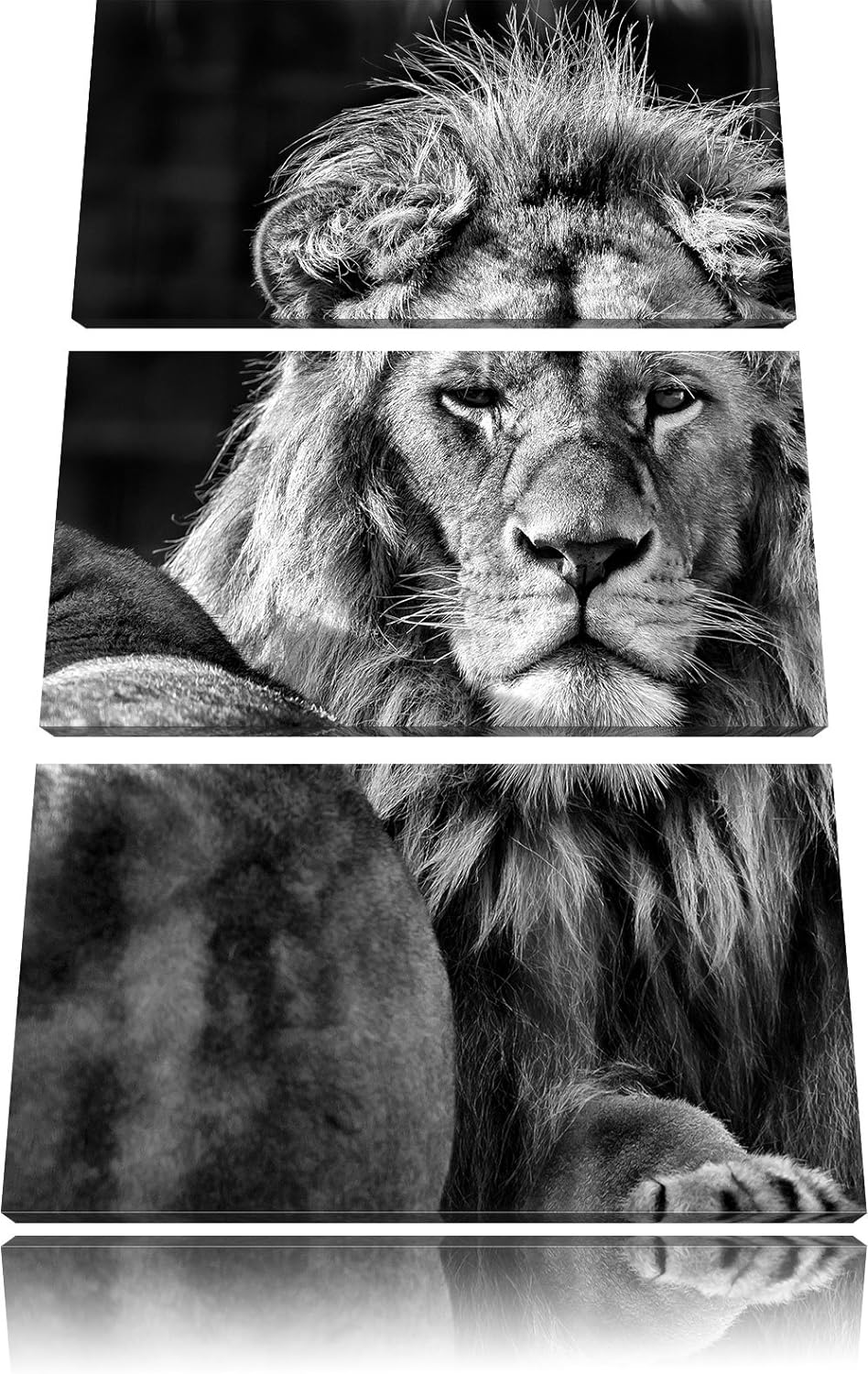 Pixxprint schönes Löwenpaar als Leinwandbild/Grösse: 3 Teilig (120x80) cm/Wandbild/Kunstdruck/fertig