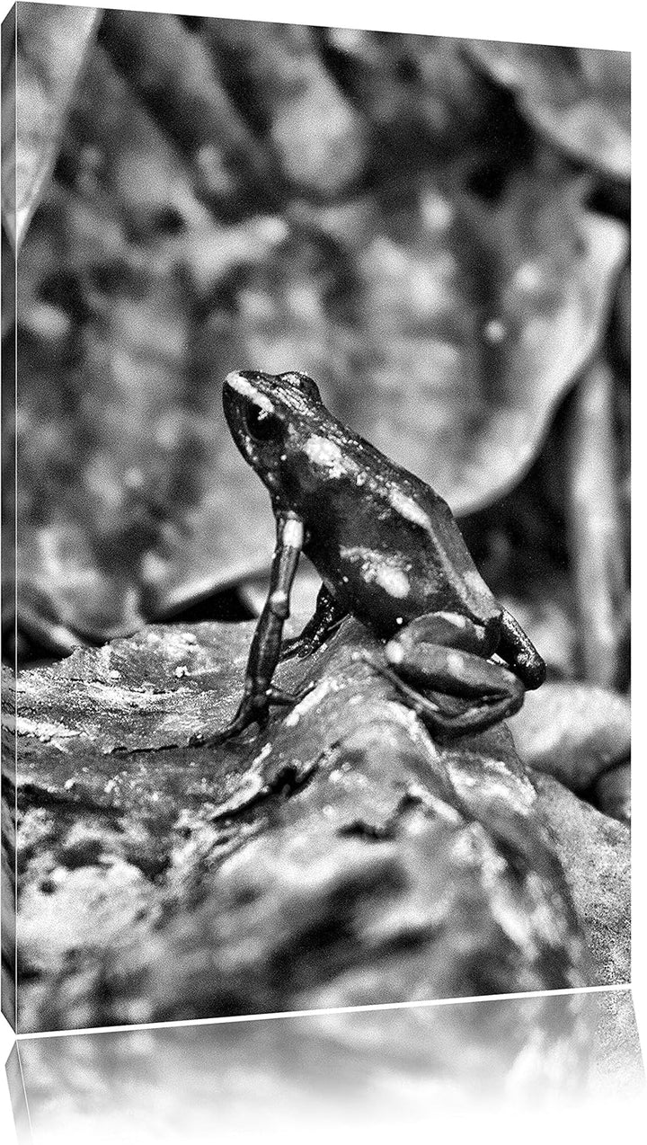 Pixxprint Baumsteiger Frosch als Leinwandbild/Grösse: 100x70 cm/Wandbild/Kunstdruck/fertig bespannt,