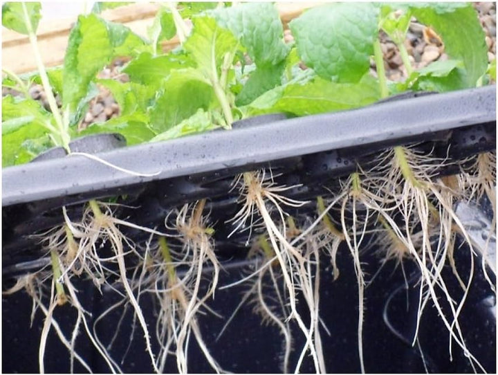 Nutriculture 20 PLANT PROPAGATOR