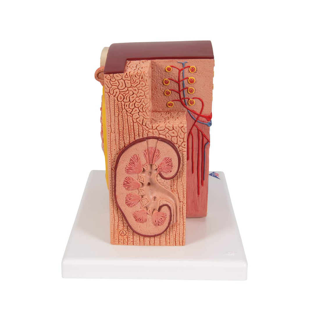 3B Scientific Menschliche Anatomie - MICROanatomy™ Niere + kostenlose Anatomie App - 3B Smart Anatom