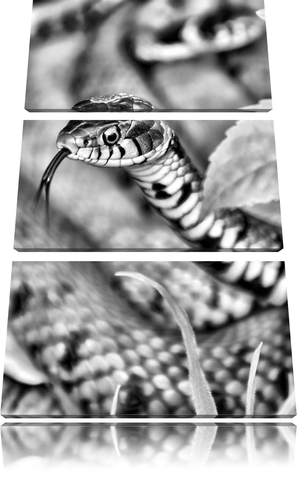 Pixxprint beeindruckende Schlange als Leinwandbild/Grösse: 3 Teilig (120x80) cm/Wandbild/Kunstdruck/