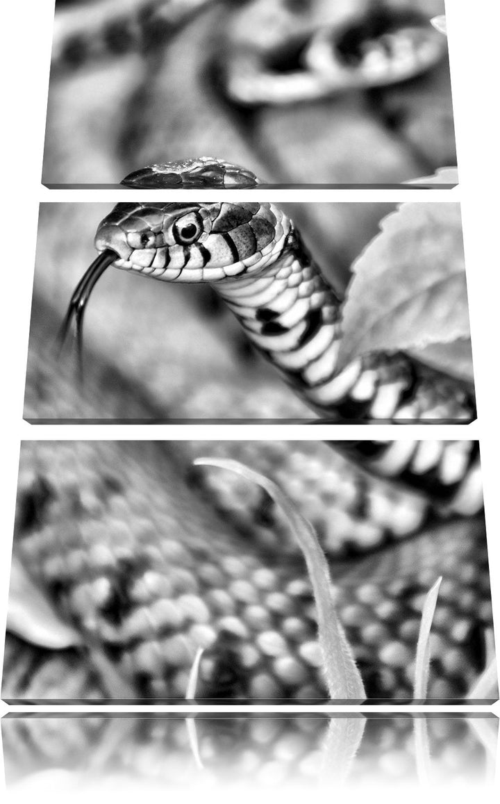 Pixxprint beeindruckende Schlange als Leinwandbild/Grösse: 3 Teilig (120x80) cm/Wandbild/Kunstdruck/