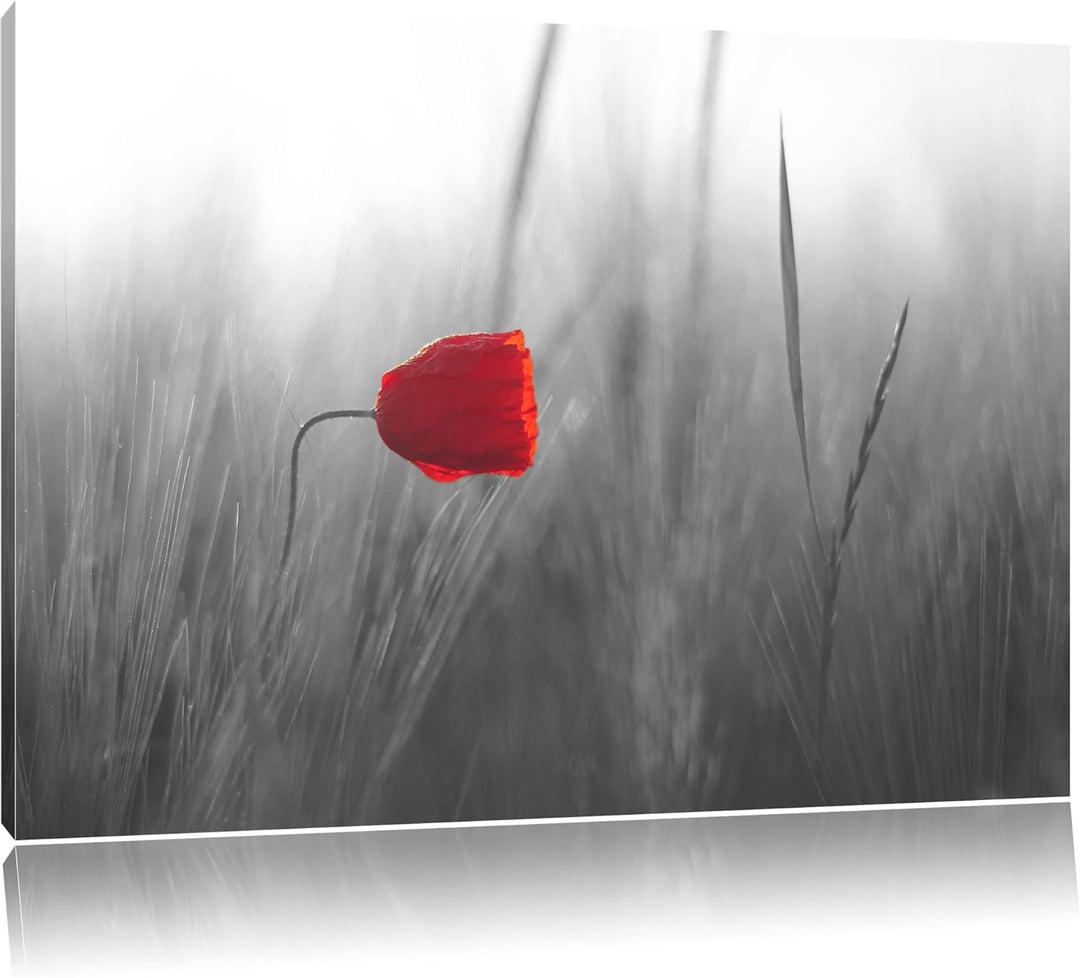 Pixxprint Einzelne rote Rose im Sonnenlicht als Leinwandbild/Grösse: 100x70 cm/Wandbild/Kunstdruck/f