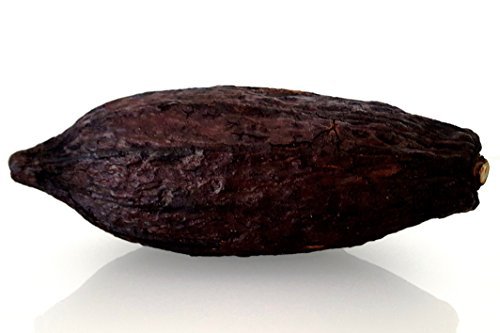 Kakaoschote XXL 12-15 cm braun Kakao Frucht Riesenfrucht echt und getrocknet | nur für Deko
