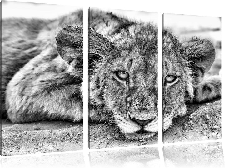 Pixxprint wachsamer junger Löwe als Leinwandbild/Grösse: 3 Teilig (120x80) cm/Wandbild/Kunstdruck/fe