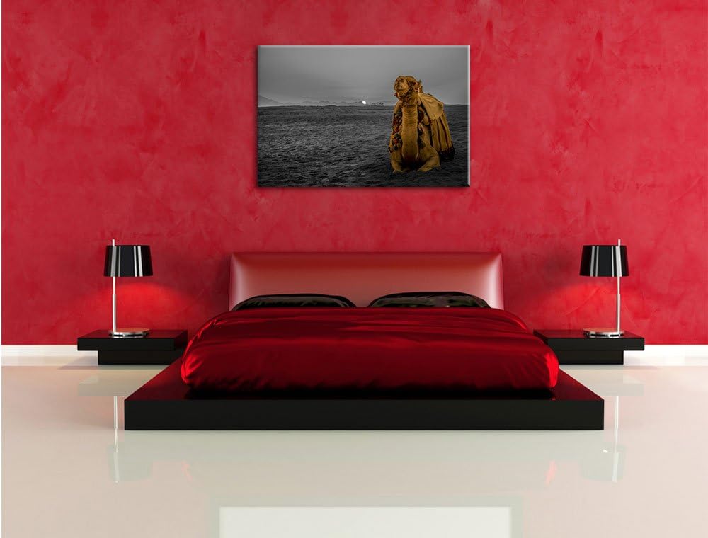 Pixxprint Kamel in Wüste bei Sonnenaufgang als Leinwandbild/Grösse: 100x70 cm/Wandbild/Kunstdruck/fe