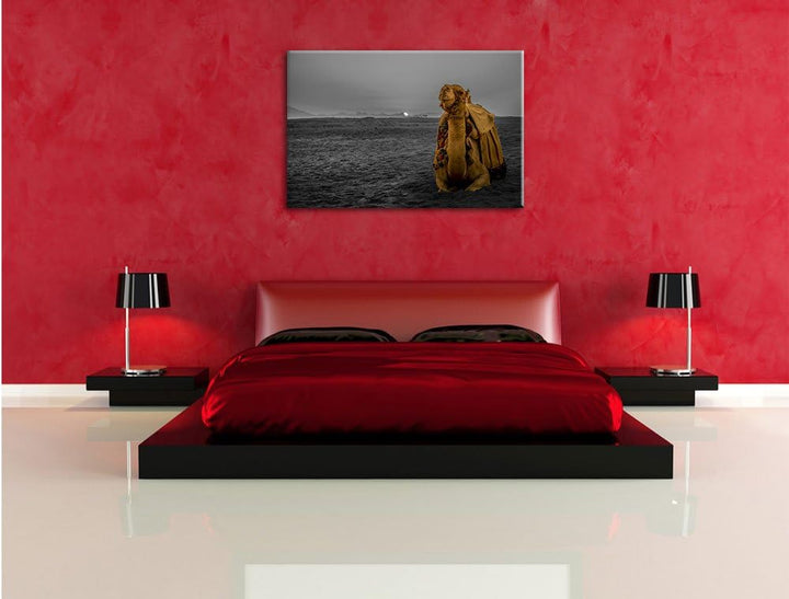 Pixxprint Kamel in Wüste bei Sonnenaufgang als Leinwandbild/Grösse: 100x70 cm/Wandbild/Kunstdruck/fe