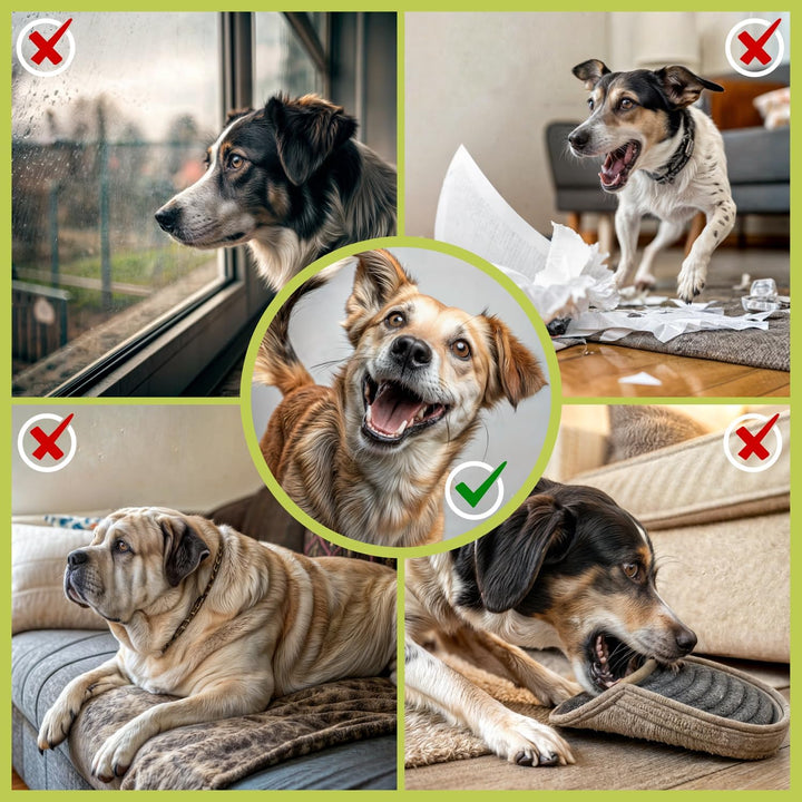 Steckhürden Set für Hunde; Agility Trainingszubehör für Hunde & Pferde; Hürdenset mit Stange & Hütch