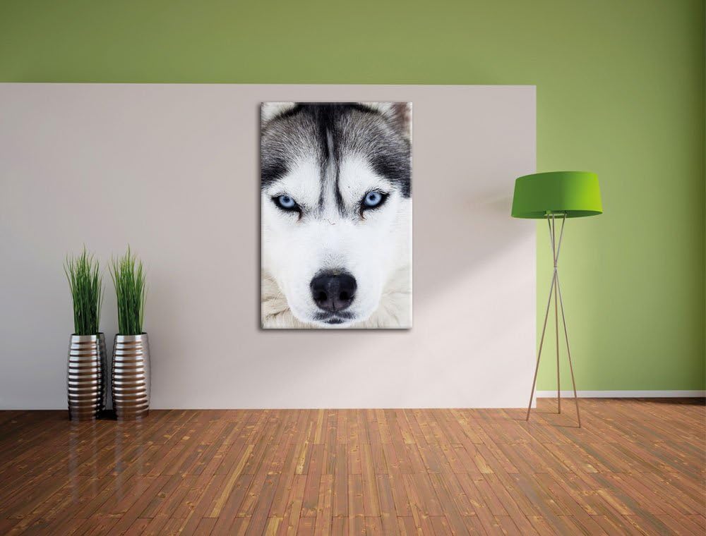 Pixxprint Husky, Format: 100x70 auf Leinwand, XXL riesige Bilder fertig gerahmt mit Keilrahmen, Kuns