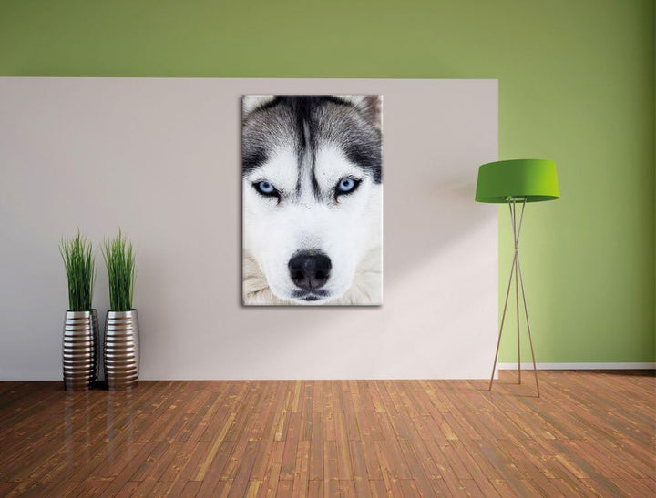 Pixxprint Husky, Format: 100x70 auf Leinwand, XXL riesige Bilder fertig gerahmt mit Keilrahmen, Kuns