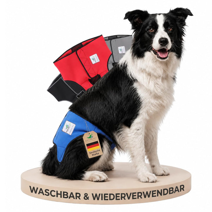 Läufigkeitshose für Hündinnen 2.0 - Hundewindeln aus hochwertigem perforiertem Neopren für einen opt