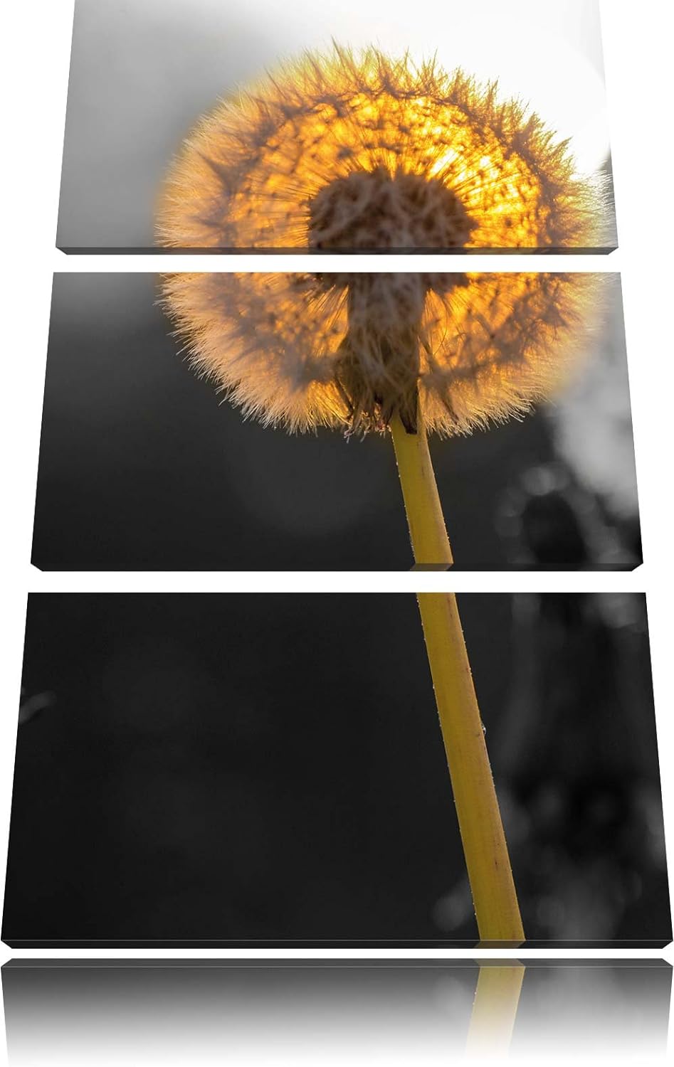 Pixxprint schöne Pusteblumen beim Sonnenuntergang schwarz/weiss 3-Teiler Leinwandbild 120x80 Bild au