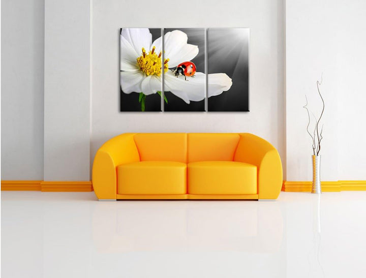 Pixxprint Marienkäfer auf Einer weissen Blume als Leinwandbild/Grösse: 3 Teilig (120x80) cm/Wandbild