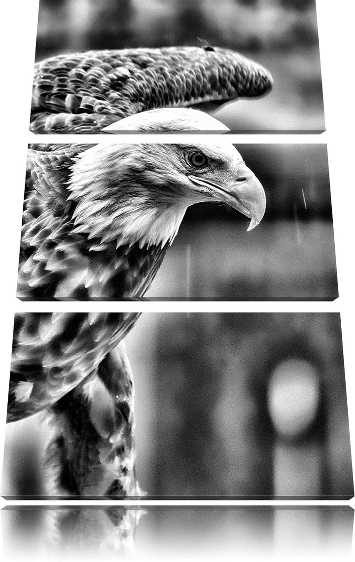 Pixxprint Adler als Leinwandbild | Grösse: 3 Teilig (120x80) | Wandbild| Kunstdruck | fertig bespann