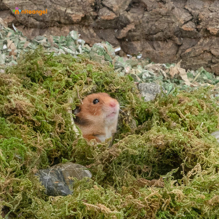 Niteangel 5L Waldboden Moos Weiches natürliches Moos zum Nestbau für Zwerg- und Syrische Hamster, Wü