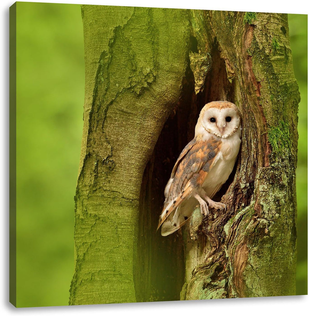 Pixxprint Schleiereule in der Baumhöhle, Format: 70x70 auf Leinwand, 70x70
