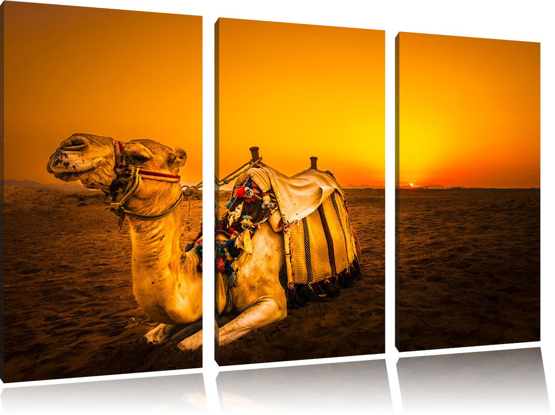 Pixxprint Kamel bei Sonnenuntergang in Ägypten 3-Teiler Leinwandbild 120x80 Bild auf Leinwand