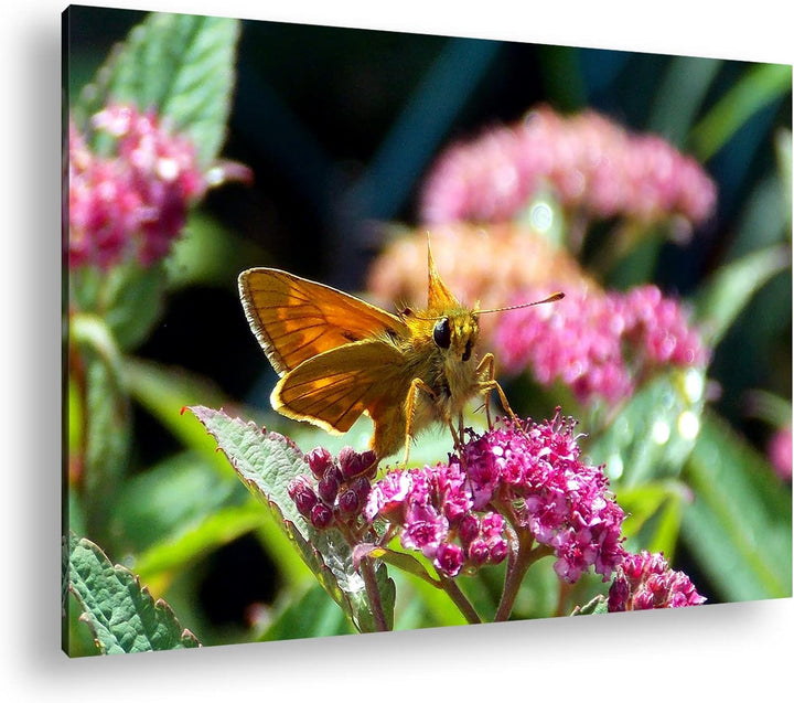 deyoli schöner Falter auf violetter Blume im Format: 100x70 als Leinwandbild, Motiv fertig gerahmt a