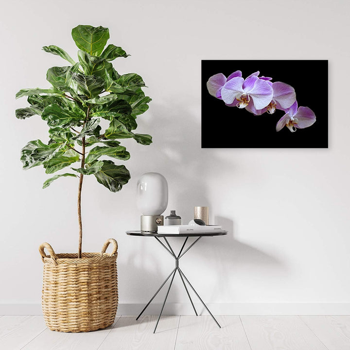 Feeby Bild auf Leinwand Blumen Kunstdruck modern Orchidee Violett 80x60 cm Leinwandbild 80x60 cm Vio