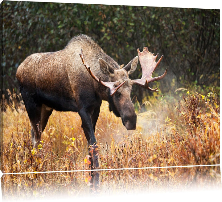 Pixxprint Grosser Elch Format: 100x70 auf Leinwand, XXL riesige Bilder fertig gerahmt mit Keilrahmen