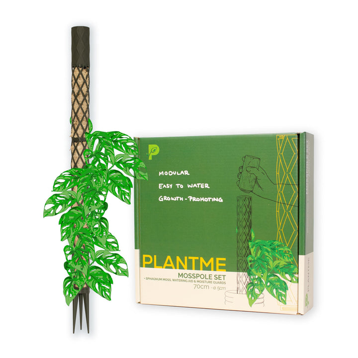 PlantMe Moosstab Midi 70cm Komplettset (Grün-Grau, 70cm)