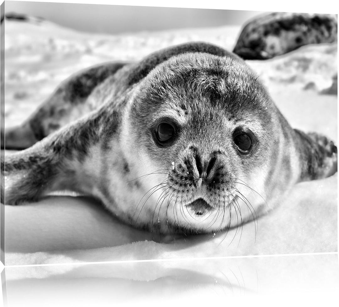 Pixxprint Süsses Robben Baby / 100x70cm Leinwandbild bespannt auf Holzrahmen/Wandbild Kunstdruck Dek