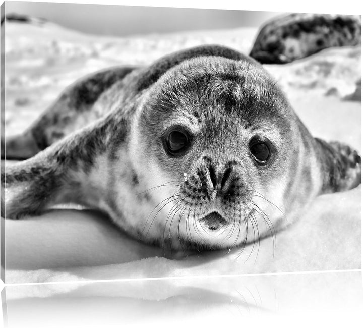 Pixxprint Süsses Robben Baby / 100x70cm Leinwandbild bespannt auf Holzrahmen/Wandbild Kunstdruck Dek