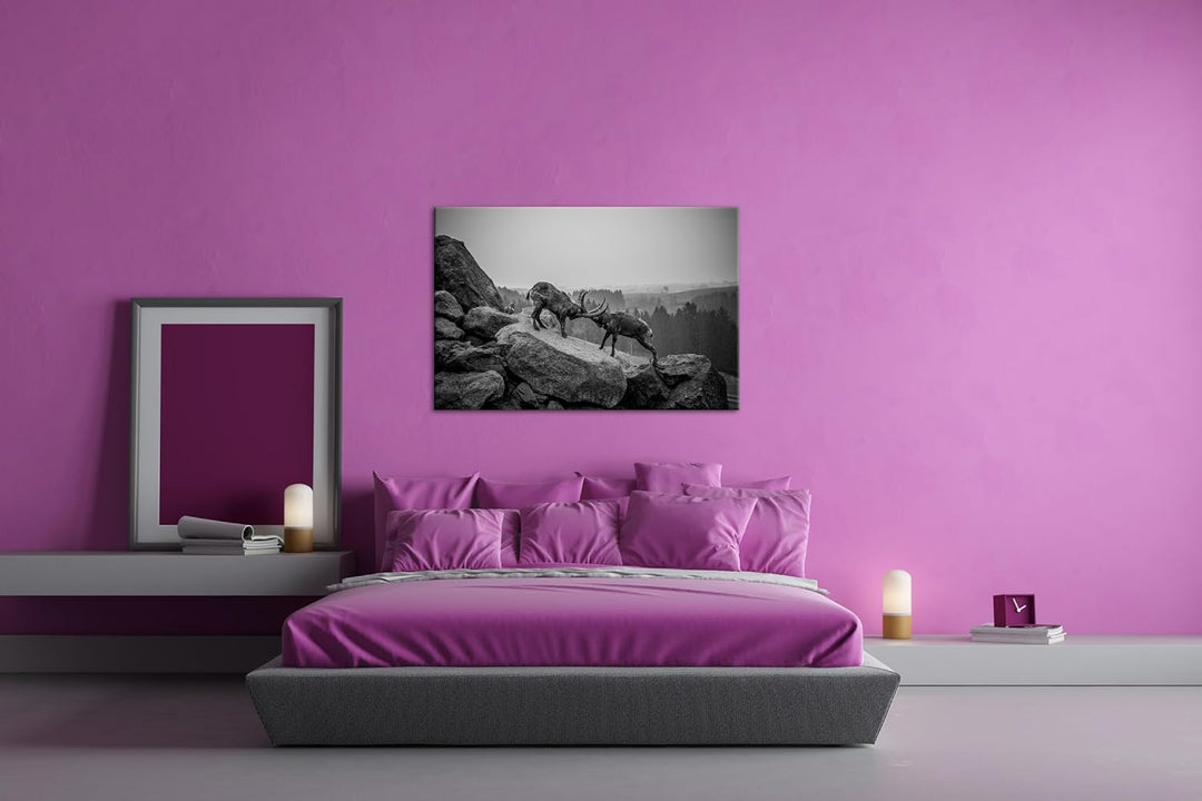 deyoli zwei kämpfende Steinböcke Format: 60x40 Effekt: Schwarz/Weiss als Leinwand, Motiv fertig gera