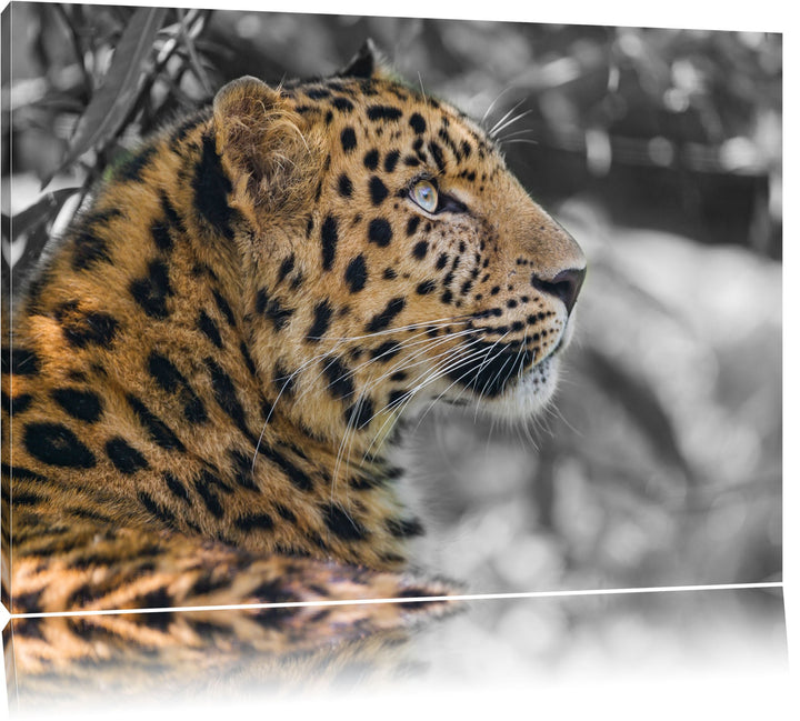 stolzer Leopard ruht im Schatten schwarz/weiss auf Leinwand, XXL riesige Bilder fertig gerahmt mit K