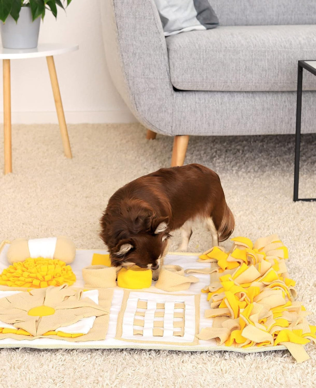 lionto Schnüffelteppich für Hunde und Katzen, Suchmatte zum Stressabbau und zur Konzentrationsförder