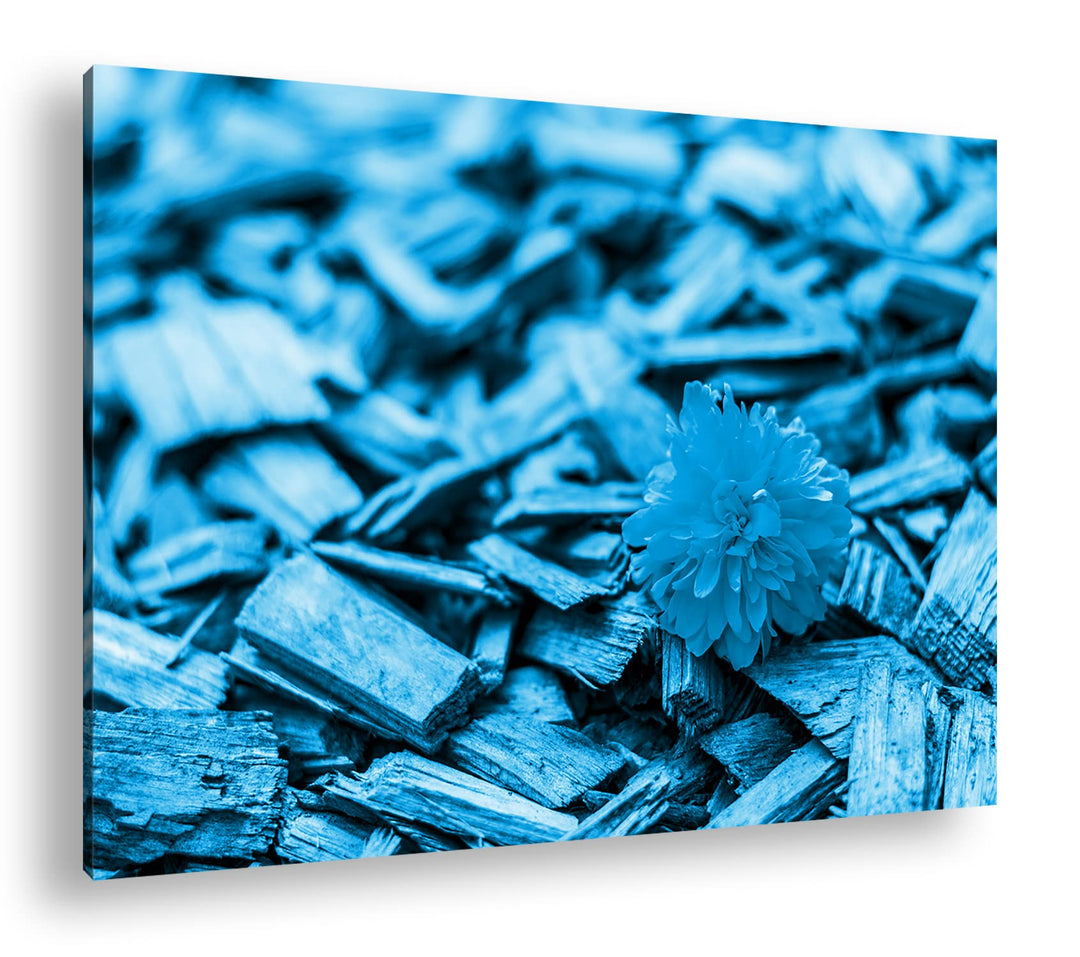deyoli gelbe Blume auf Holz Format 80x60 Effekt: Monocrome Blau als Leinwandbild, Motiv fertig gerah