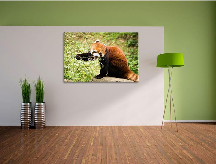 Niedlicher roter Panda, Format: 100x70 auf Leinwand, XXL riesige Bilder fertig gerahmt mit Keilrahme