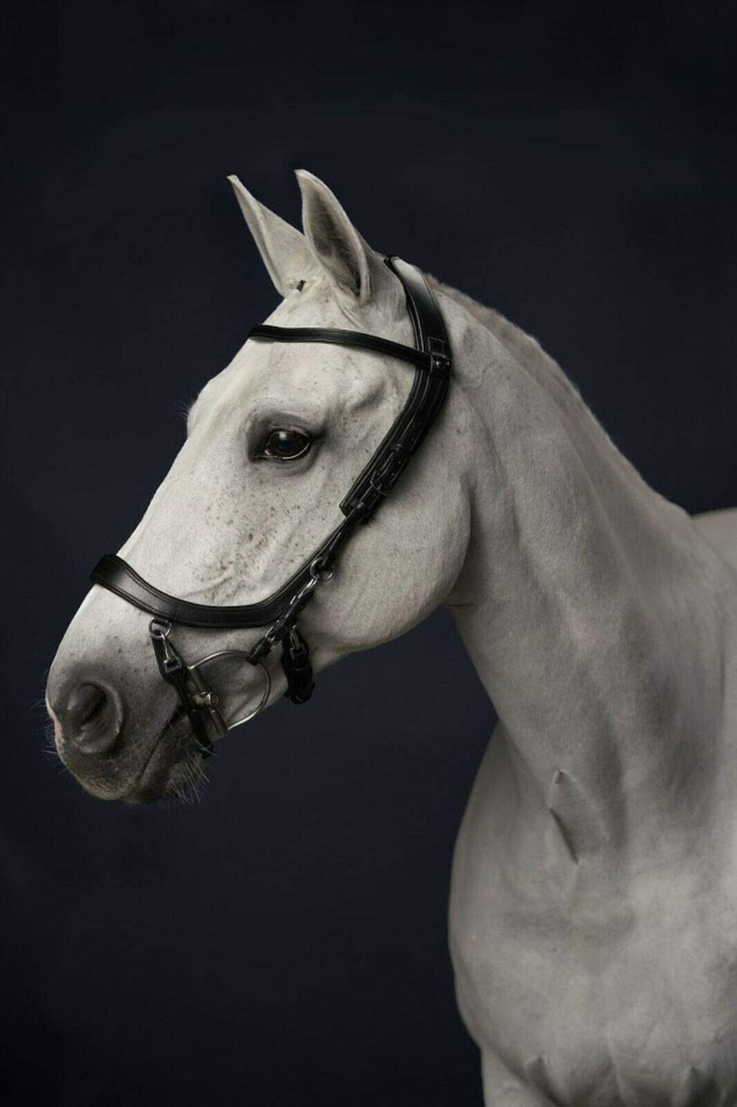 PresTeq FaySport Snaffle Bridle Schwarz Cob, Schwarz Cob