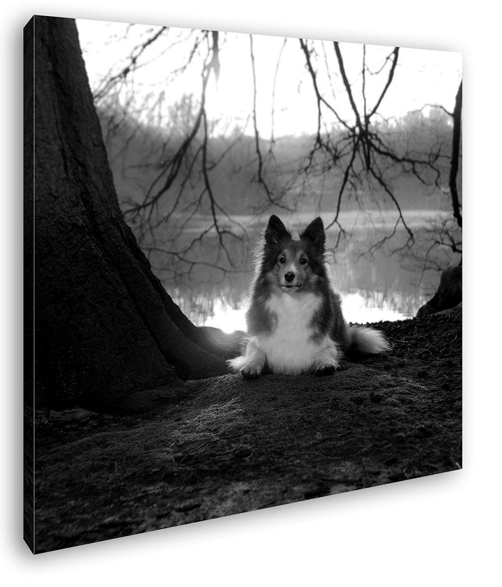 deyoli Niedlicher Hund beim Sonnenuntergang Format: 60x60 Effekt: Schwarz&Weiss als Leinwandbild, Mo